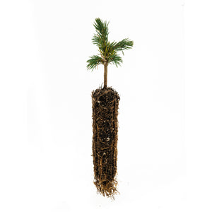 Engelmann Spruce | Small Tree Seedling | The Jonsteen Company