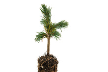 Load image into Gallery viewer, Engelmann Spruce | Small Tree Seedling | The Jonsteen Company