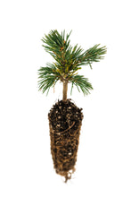 Load image into Gallery viewer, Engelmann Spruce | Small Tree Seedling | The Jonsteen Company