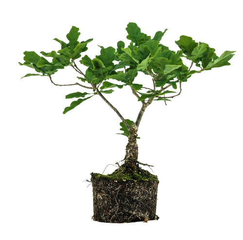 Bonsai Special | English Oak (B5)