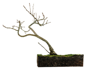 Bonsai Special | English Oak (F9)