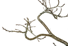 Load image into Gallery viewer, Bonsai Special | English Oak (F9)