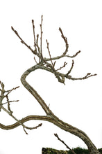 Load image into Gallery viewer, Bonsai Special | English Oak (F9)