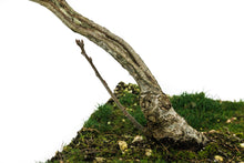 Load image into Gallery viewer, Bonsai Special | English Oak (F9)