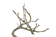 Load image into Gallery viewer, Bonsai Special | English Oak (F9)