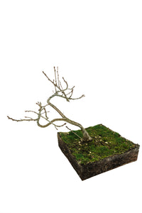 Bonsai Special | English Oak (F9)