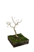 Load image into Gallery viewer, Bonsai Special | English Oak (F9)