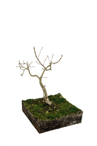 Bonsai Special | English Oak (F9)