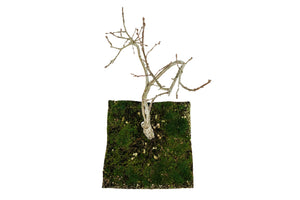 Bonsai Special | English Oak (F9)