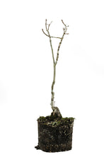 Load image into Gallery viewer, Bonsai Special | English Oak (D7)