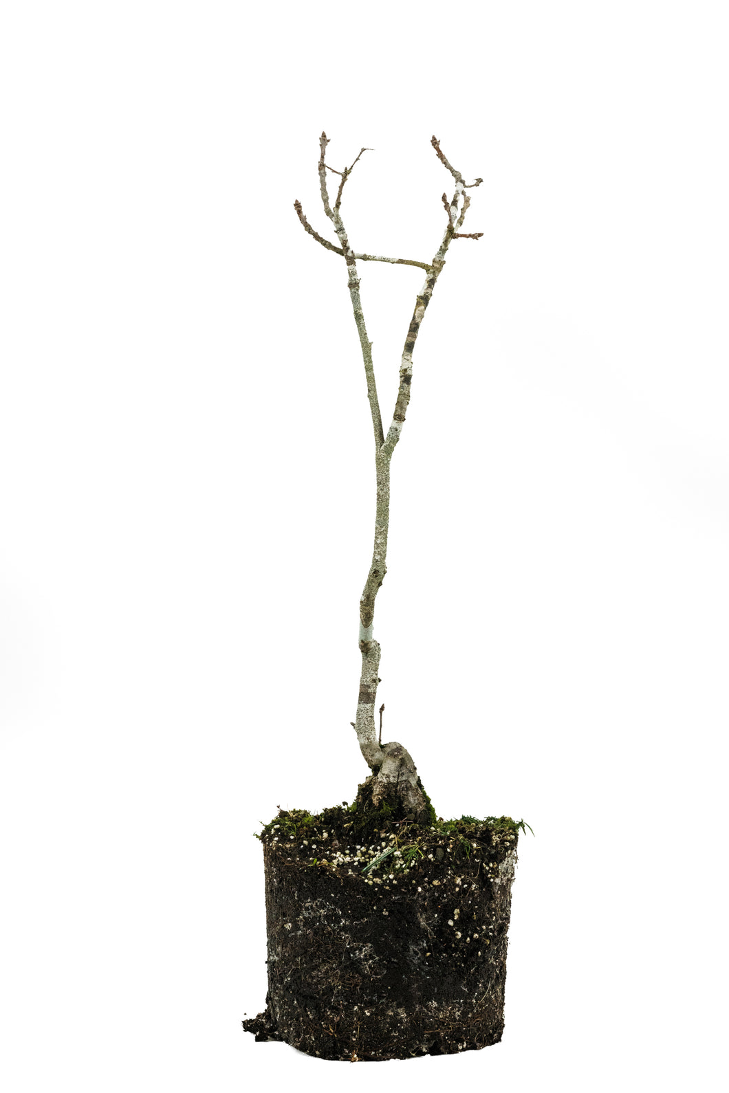 Bonsai Special | English Oak (D7)