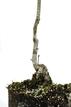 Load image into Gallery viewer, Bonsai Special | English Oak (D7)