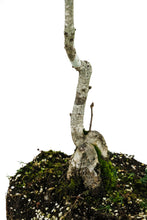 Load image into Gallery viewer, Bonsai Special | English Oak (D7)