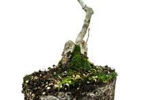 Load image into Gallery viewer, Bonsai Special | English Oak (D7)