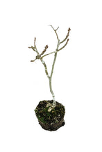 Load image into Gallery viewer, Bonsai Special | English Oak (D7)