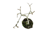 Load image into Gallery viewer, Bonsai Special | English Oak (D7)