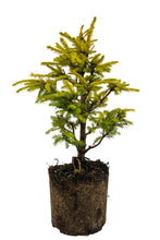 Load image into Gallery viewer, Bonsai Special | Norway Spruce (F2)