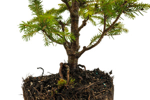 Bonsai Special | Norway Spruce (F2)