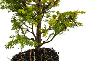 Bonsai Special | Norway Spruce (F2)