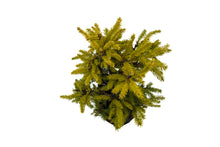 Load image into Gallery viewer, Bonsai Special | Norway Spruce (F2)