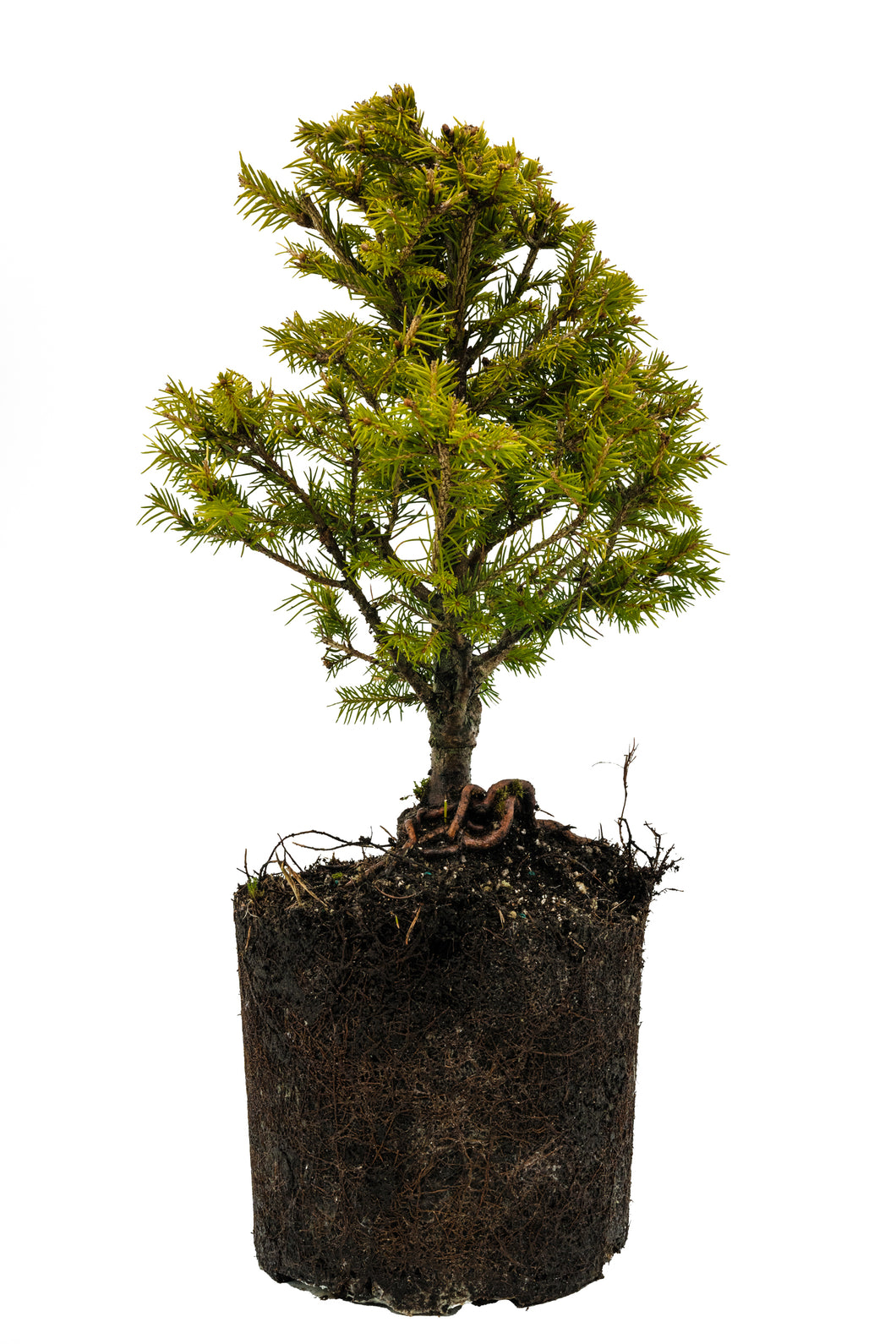 Bonsai Special | Norway Spruce (F3)