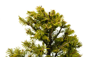 Bonsai Special | Norway Spruce (F3)