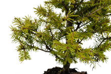 Load image into Gallery viewer, Bonsai Special | Norway Spruce (F3)