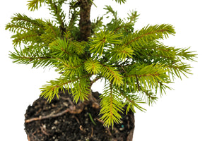 Bonsai Special | Norway Spruce (F4)