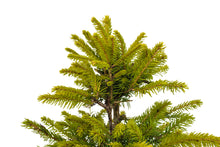 Load image into Gallery viewer, Bonsai Special | Norway Spruce (F4)