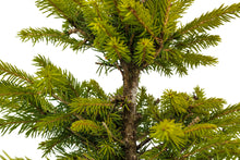 Load image into Gallery viewer, Bonsai Special | Norway Spruce (F4)