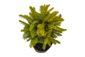 Bonsai Special | Norway Spruce (F4)