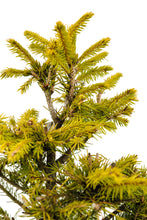 Load image into Gallery viewer, Bonsai Special | Norway Spruce (F5)