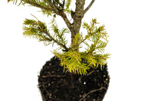 Load image into Gallery viewer, Bonsai Special | Norway Spruce (F5)