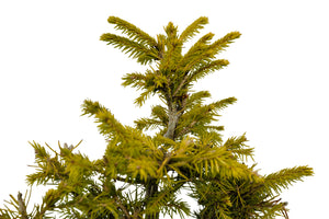 Bonsai Special | Norway Spruce (F5)