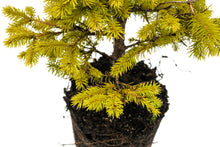 Load image into Gallery viewer, Bonsai Special | Norway Spruce (F6)