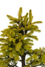 Load image into Gallery viewer, Bonsai Special | Norway Spruce (F6)
