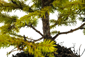 Bonsai Special | Norway Spruce (F6)