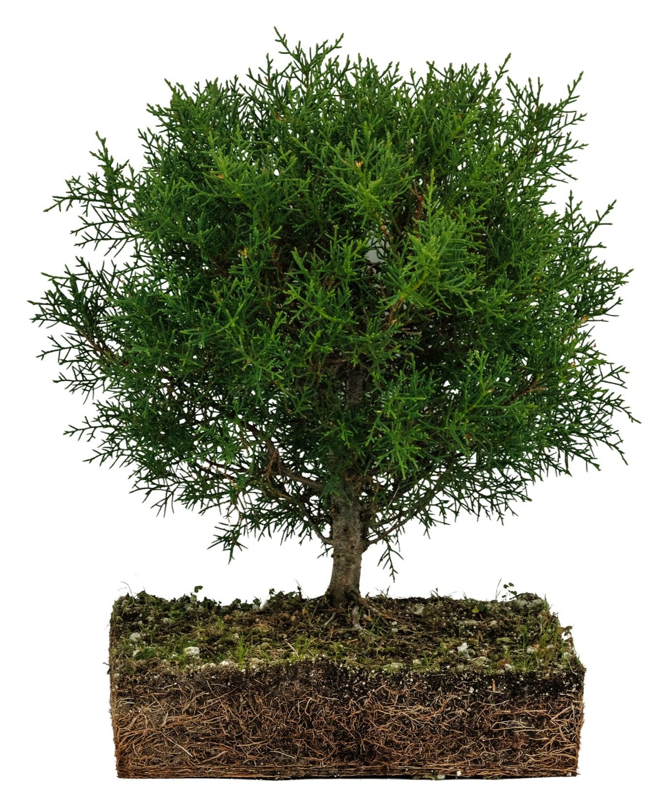 Bonsai Special | Arizona Cypress (F10) – The Jonsteen Company