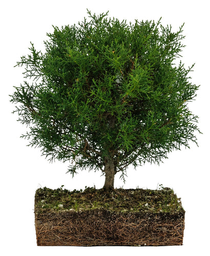 Bonsai Special | Arizona Cypress (F10)