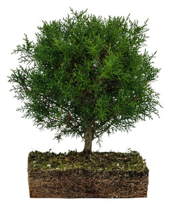 Bonsai Special | Arizona Cypress (F10)