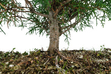 Load image into Gallery viewer, Bonsai Special | Arizona Cypress (F10)