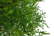 Load image into Gallery viewer, Bonsai Special | Arizona Cypress (F10)