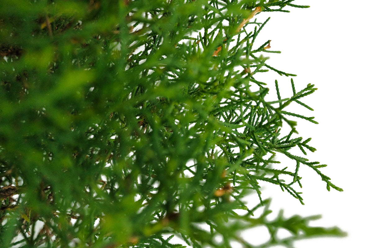 Bonsai Special | Arizona Cypress (F10) – The Jonsteen Company