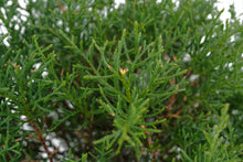 Load image into Gallery viewer, Bonsai Special | Arizona Cypress (F10)