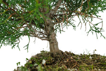 Load image into Gallery viewer, Bonsai Special | Arizona Cypress (F10)