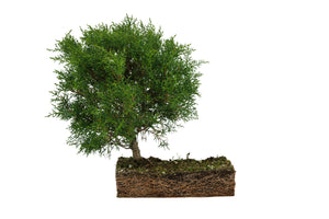 Bonsai Special | Arizona Cypress (F10)