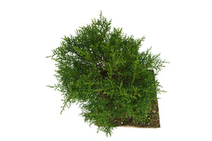 Bonsai Special | Arizona Cypress (F10)