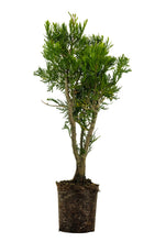 Load image into Gallery viewer, Bonsai Special | Incense Cedar (F1)