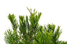 Load image into Gallery viewer, Bonsai Special | Incense Cedar (F1)