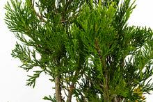 Load image into Gallery viewer, Bonsai Special | Incense Cedar (F1)
